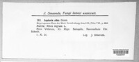 Mycosphaerella ribis image